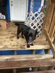 Reunited Female Dog last seen Waterloo Rd & Douglas Blvd, Edmond, OK 73034