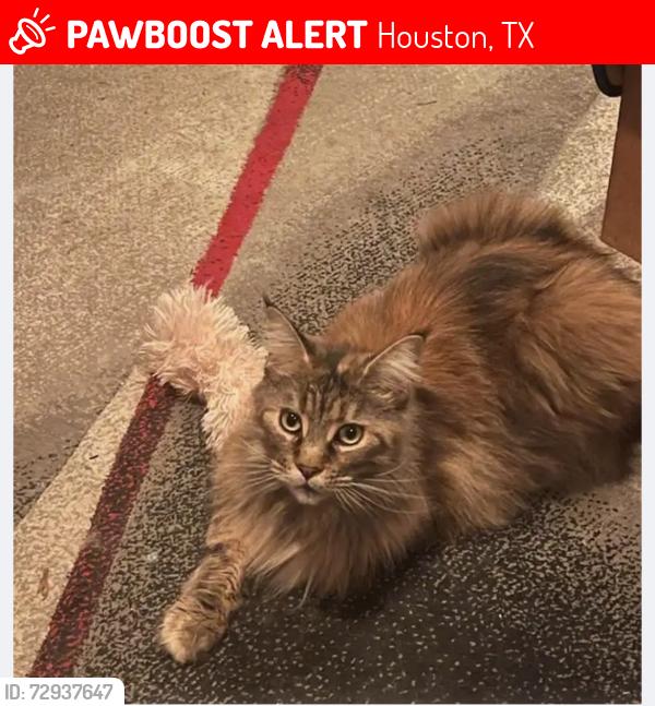 Lost Female Cat last seen Gray Falls and Rocky Knoll Dr. , Houston, TX 77077