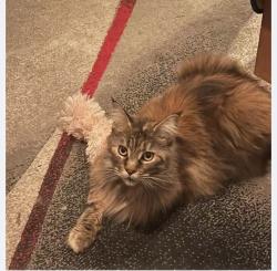 Lost Female Cat last seen Gray Falls and Rocky Knoll Dr. , Houston, TX 77077