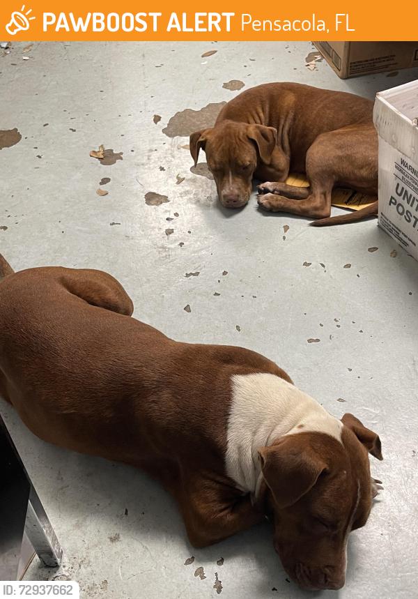 Found/Stray Female Dog last seen Post Office, Bobe St, Pensacola, FL 32505