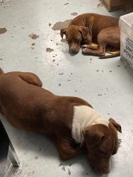 Found/Stray Female Dog last seen Post Office, Bobe St, Pensacola, FL 32505