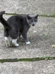 Found/Stray Unknown Cat last seen 33rd street, Philadelphia, PA 19104