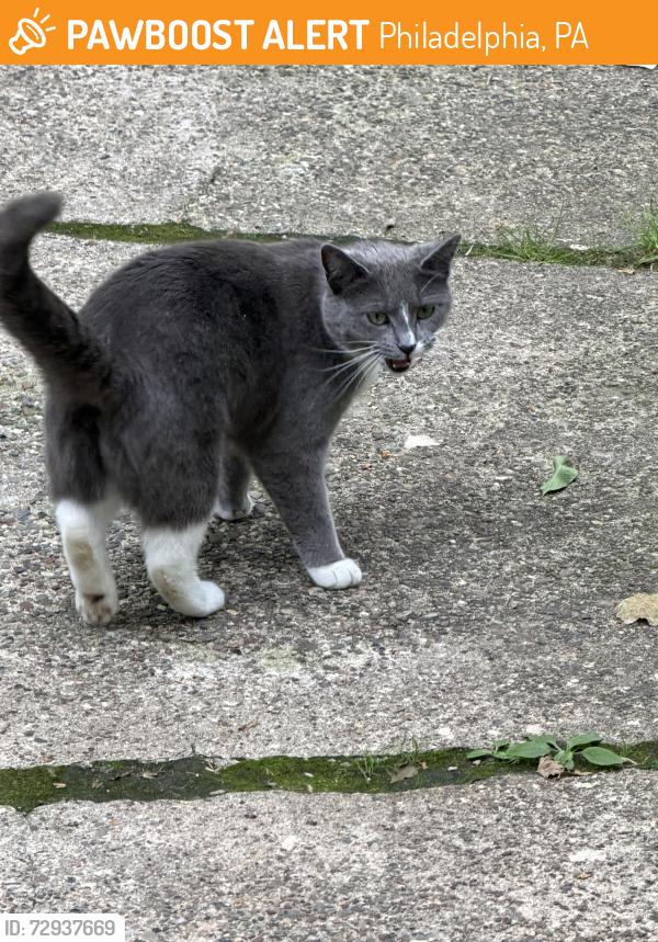 Found/Stray Unknown Cat last seen 33rd street, Philadelphia, PA 19104