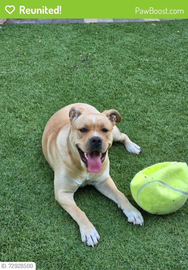 Reunited Female Dog last seen Southern Highlands - The Cove , Las Vegas, NV 89141