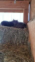 Lost Male Cat last seen Kenedo, Windy Pine, Elbert, CO 80106