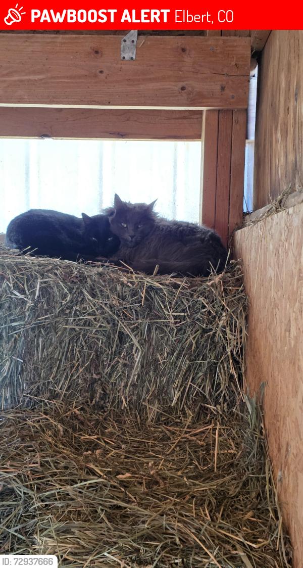 Lost Male Cat last seen Kenedo, Windy Pine, Elbert, CO 80106