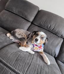 Reunited Female Dog last seen Grace Street, Nashville, TN 37207