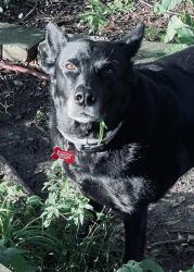 Reunited Female Dog last seen Little Bear Food Mart on Jonesboro, headed towards hses in the back, Atlanta, GA 30315