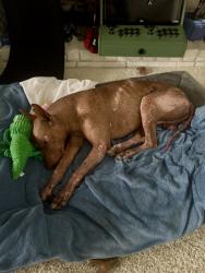 Reunited Male Dog last seen 24th St, 17st, downtown Bakersfield , Bakersfield, CA 93301