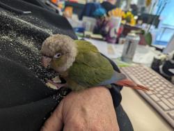 Found/Stray Unknown Bird last seen Foothill Oaks Elementary School, Sacramento, CA 95842