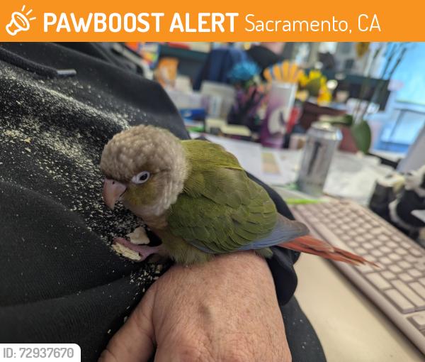 Found/Stray Unknown Bird last seen Foothill Oaks Elementary School, Sacramento, CA 95842