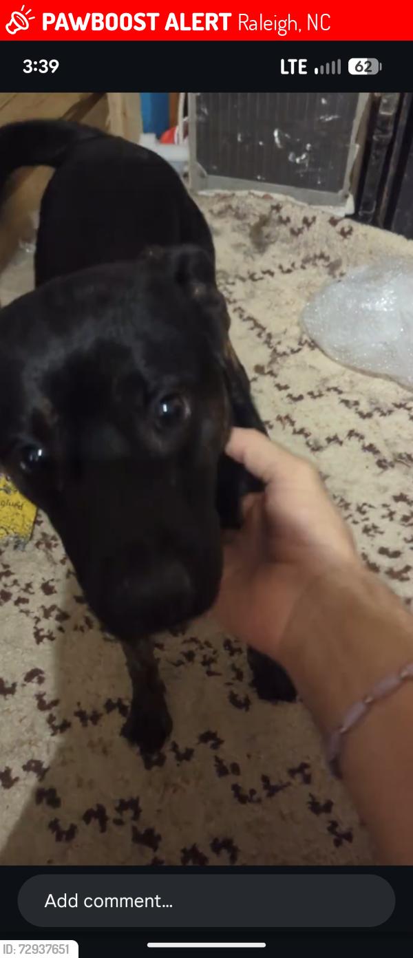 Lost Female Dog last seen New Bern and Sunnybrook Road, Raleigh, NC 27610
