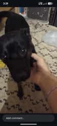 Lost Female Dog last seen New Bern and Sunnybrook Road, Raleigh, NC 27610