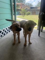 Found/Stray Male Dog last seen Near Carolina Ave Mission texas, Mission, TX 78572