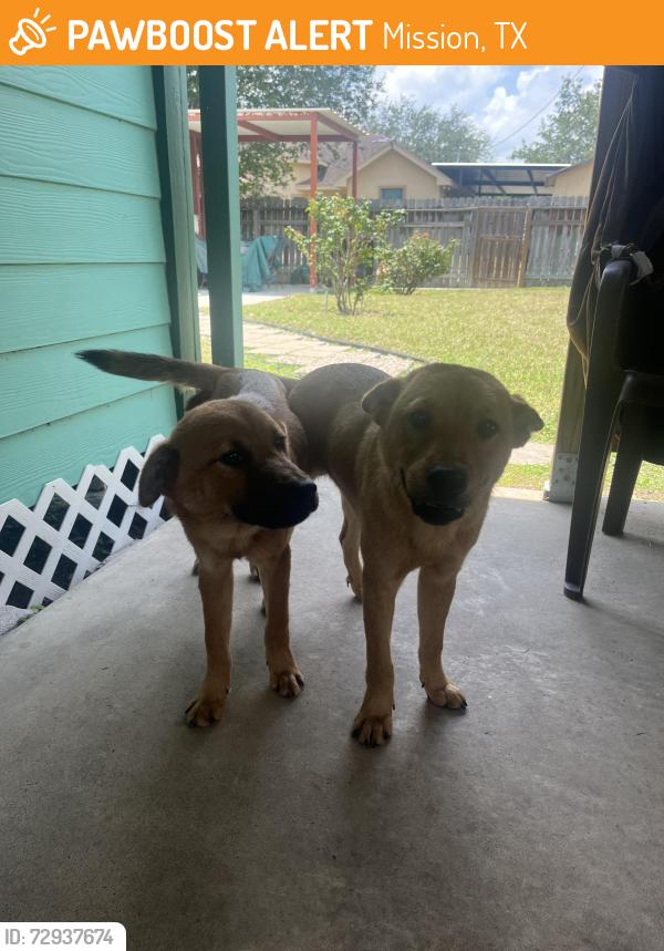 Found/Stray Male Dog last seen Near Carolina Ave Mission texas, Mission, TX 78572