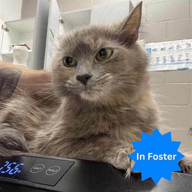 Shelter Stray Female Cat last seen Near , Indianapolis, IN 46221