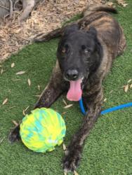 Shelter Stray Male Dog last seen , Los Angeles, CA 90047