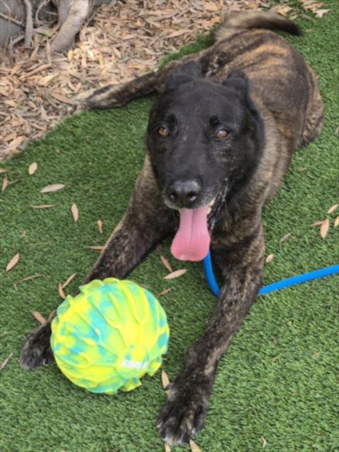 Shelter Stray Male Dog last seen , Los Angeles, CA 90047