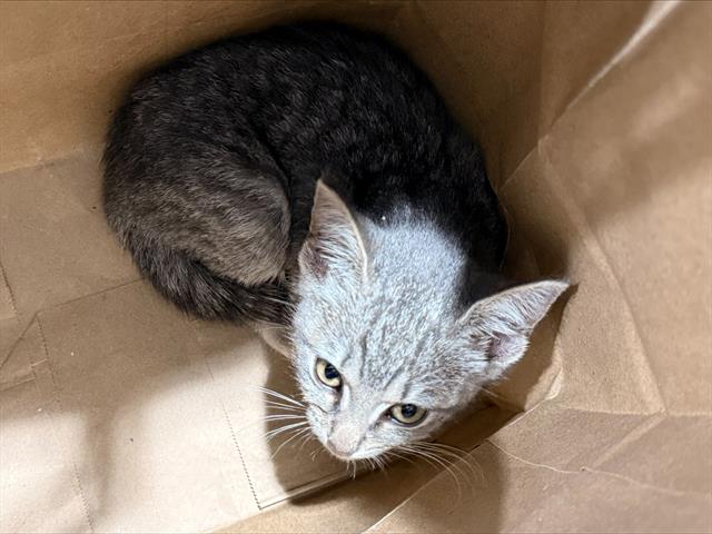 Shelter Stray Female Cat last seen CHARLOTTE, Charlotte, NC 28217
