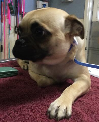Shelter Stray Male Dog last seen Near BLOCK STURBRIDGE CT, RIVERSIDE, CA, Jurupa Valley, CA 92509