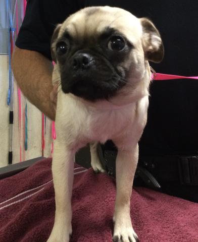 Shelter Stray Female Dog last seen Near BLOCK STURBRIDGE CT, RIVERSIDE, CA, Jurupa Valley, CA 92509