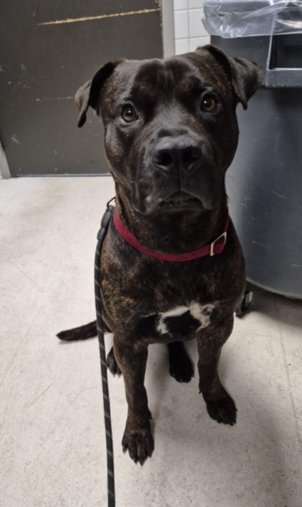 Shelter Stray Male Dog last seen , Los Angeles, CA 90025