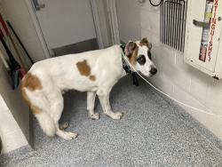 Shelter Stray Male Dog last seen Near BLOCK E SEASIDE WAY, LONG BEACH CA, 90803, Long Beach, CA 90815