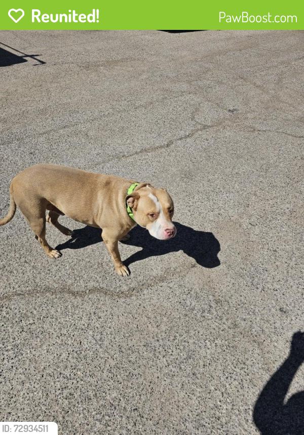 Reunited Male Dog last seen Plumer and Eastland, Tucson, AZ 85719