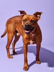 Shelter Stray Male Dog last seen Near BLOCK EVERGREEN AVE, Jacksonville, FL 32204