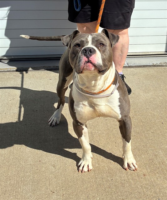 Shelter Stray Male Dog last seen Near BLOCK TAYLOR BLVD, Watterson Park, KY 40218