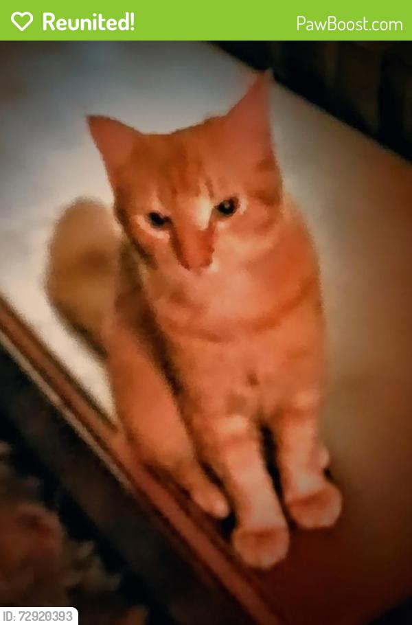 Reunited Male Cat last seen How can like road,  giles road , dunbar road , Warner Robins, GA 31093