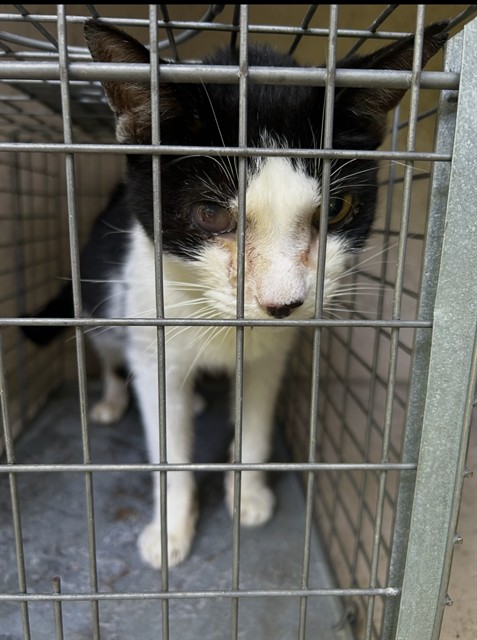 Shelter Stray Male Cat last seen Near BLOCK CANE RUN RD, Watterson Park, KY 40218