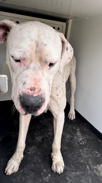 Shelter Stray Male Dog last seen Near BLK UNIVERSITY AV, BAKERSFIELD, CA, Bakersfield, CA 93307