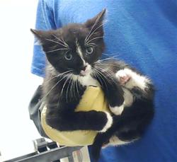 Shelter Stray Male Cat last seen Near BLOCK ENGLISH SADDLE DR, FAYETTEVILLE NC 28314, Fayetteville, NC 28306