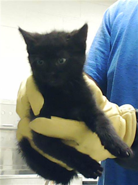 Shelter Stray Female Cat last seen Near BLOCK ENGLISH SADDLE DR, FAYETTEVILLE NC 28314, Fayetteville, NC 28306