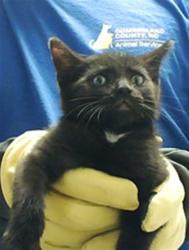 Shelter Stray Male Cat last seen Near BLOCK ENGLISH SADDLE DR, FAYETTEVILLE NC 28314, Fayetteville, NC 28306