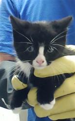 Shelter Stray Male Cat last seen Near BLOCK ENGLISH SADDLE DR, FAYETTEVILLE NC 28314, Fayetteville, NC 28306