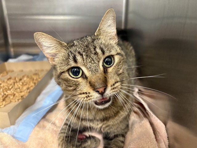 Shelter Stray Male Cat last seen MARTINS RUN TAVARES, 12280 County Rd 448, Tavares, FL 32778, USA