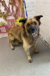 Shelter Stray Male Dog last seen Near BLOCK SCARLET OAK LN, San Bernardino, CA 92401