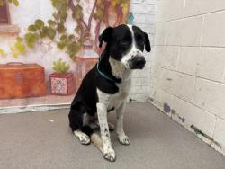 Shelter Stray Male Dog last seen N MT VERNON AVE X W BASELINE ST, San Bernardino, CA 92401