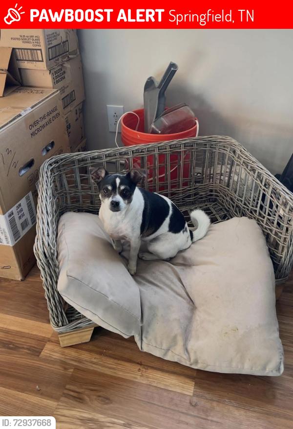 Lost Female Dog last seen Hayes st, Springfield, TN 37172
