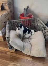 Lost Female Dog last seen Hayes st, Springfield, TN 37172