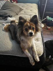 Reunited Female Dog last seen Linden ave and Hawthorne ave, Bloomington CA , Bloomington, CA 92316