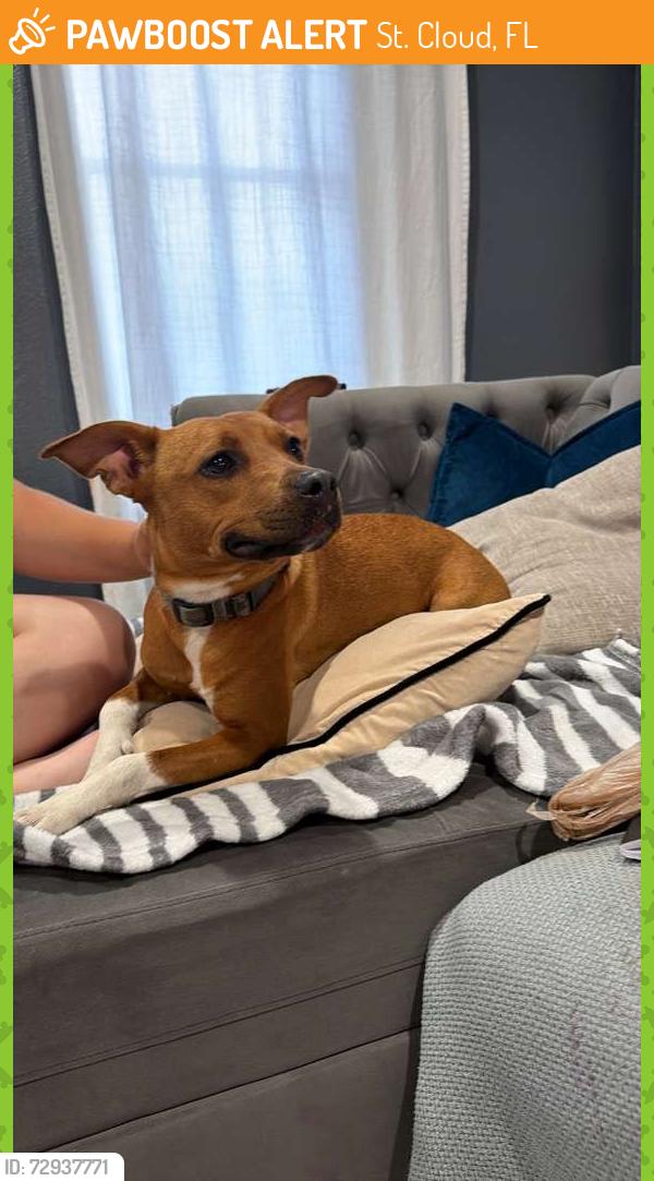 Found/Stray Female Dog last seen Rambler ave, Saint Cloud manor, St. Cloud, FL 34772