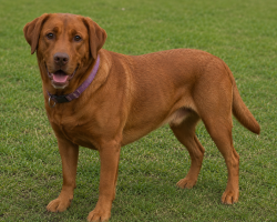 Found/Stray Male Dog last seen WHITES HILL, Lawrenceburg, IN 47025
