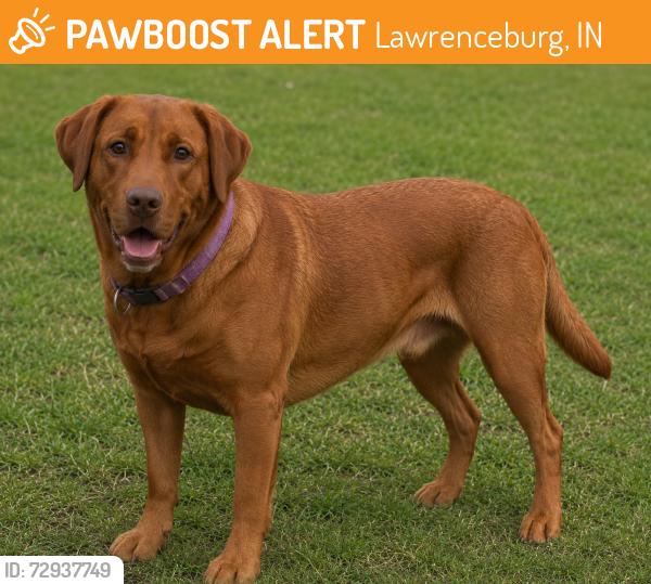 Found/Stray Male Dog last seen WHITES HILL, Lawrenceburg, IN 47025