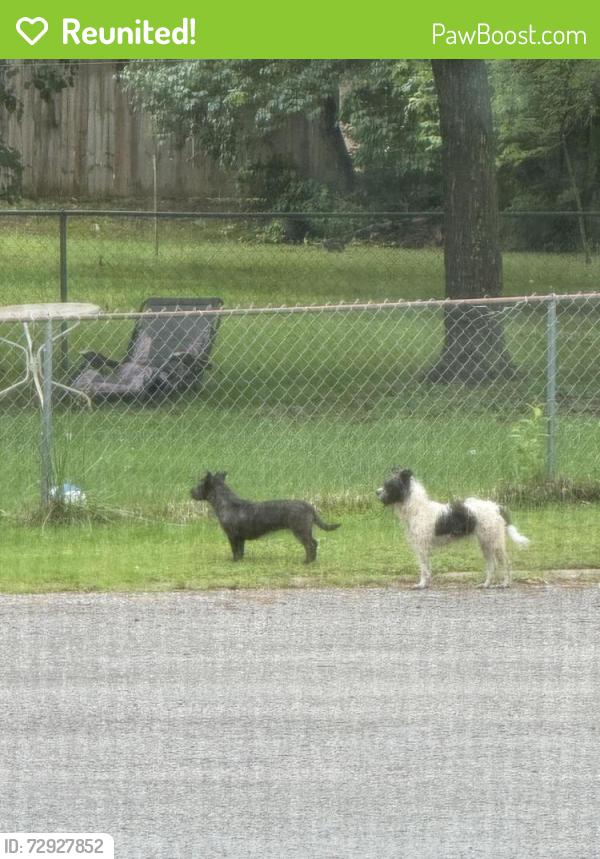 Reunited Unknown Dog last seen hmstd Ct. Off hmstd dr. Not far from Walton Ferry, Hendersonville, TN 37075