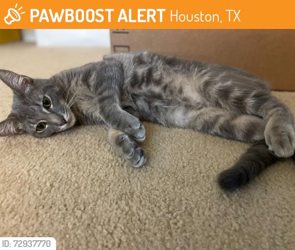 Found/Stray Male Cat last seen Wallingford Dr between Westheimer Rd & Meadowglen Ln, Houston, TX 77042