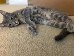 Found/Stray Male Cat last seen Wallingford Dr between Westheimer Rd & Meadowglen Ln, Houston, TX 77042