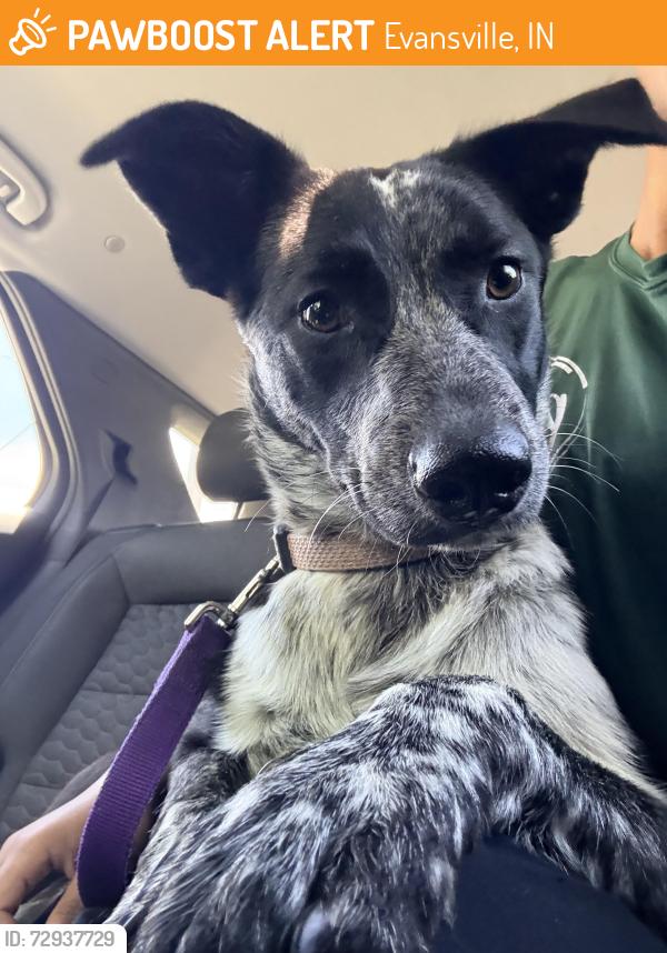 Found/Stray Female Dog last seen I 69/ Vincennes, Kentucky Ave exit, Evansville, IN 47714